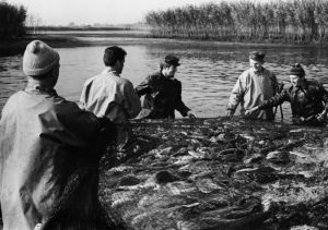 Abfischen der Karpfen am Teufelsteich – Peitz, Brandenburg, DDR (1965-1969)