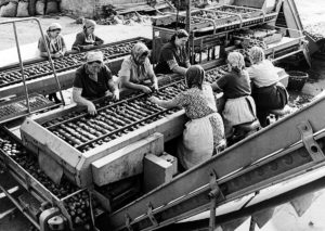 Kartoffelsortieranlage in Sielow - Cottbus, Brandenburg, DDR (1970er Jahre)