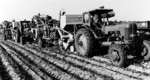 LPG Werben, Ernte mit 2 Kombines - Werben, Brandenburg, DDR (1970er Jahre)