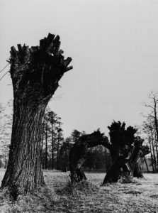 Baumstämme, Trauerweiden – Spreewald, Brandenburg, DDR (1965-1969)