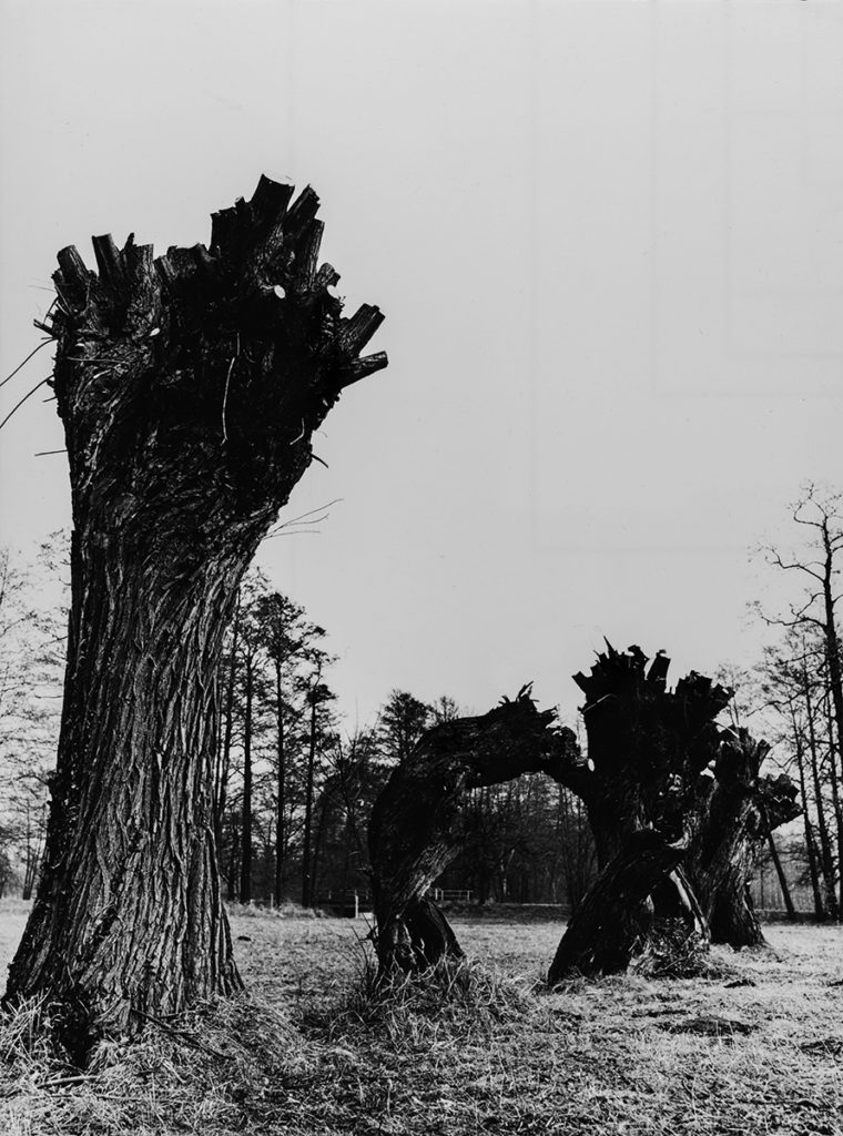 Baumstämme, Trauerweiden – Spreewald, Brandenburg, DDR (1965-1969)