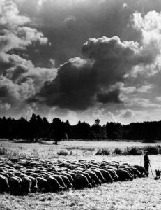 Schäfer mit seiner Herde im Spreewald – Leuthen, Brandenburg, DDR (1965-1969)