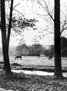 Weidende Pferde – Spreewald, Brandenburg, DDR (1965-1969)