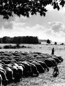 Schäfer mit seiner Herde – Leuthen, Brandenburg, DDR (1965-1969)